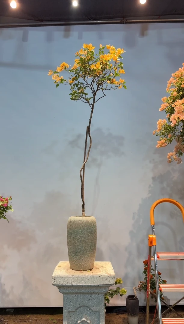 无花朵三角梅专场一物一拍38
