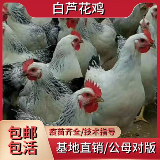 白芦花整鸡生鲜肉质鲜美到手10只