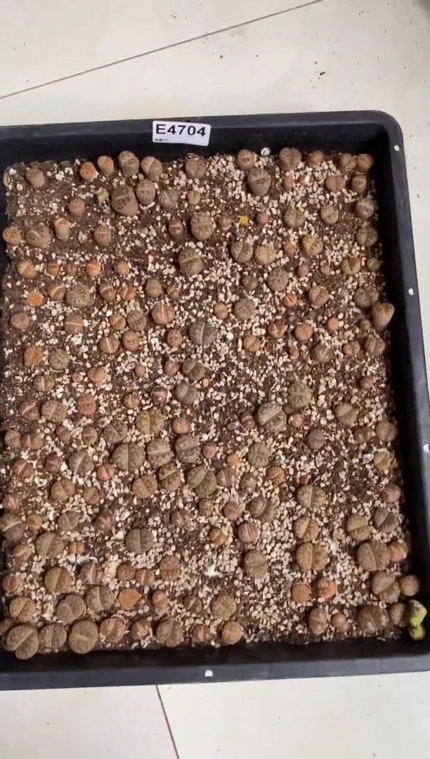 4704直播一物一拍