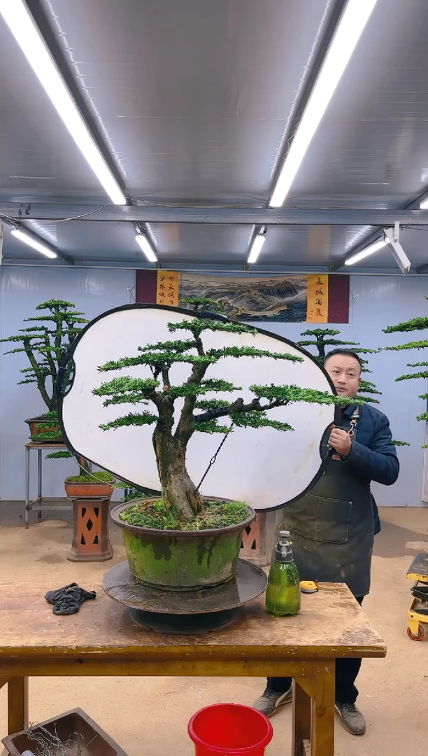 【闪购商品】精品盆景  一物一拍