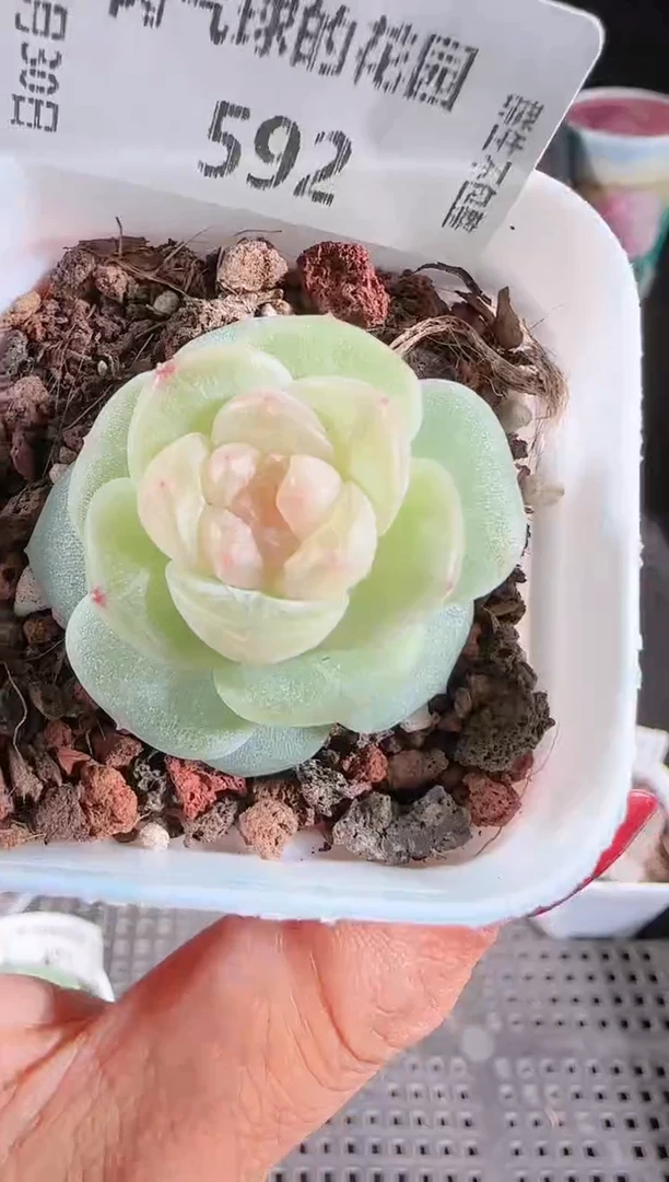 1130-592星月多肉群生不包整