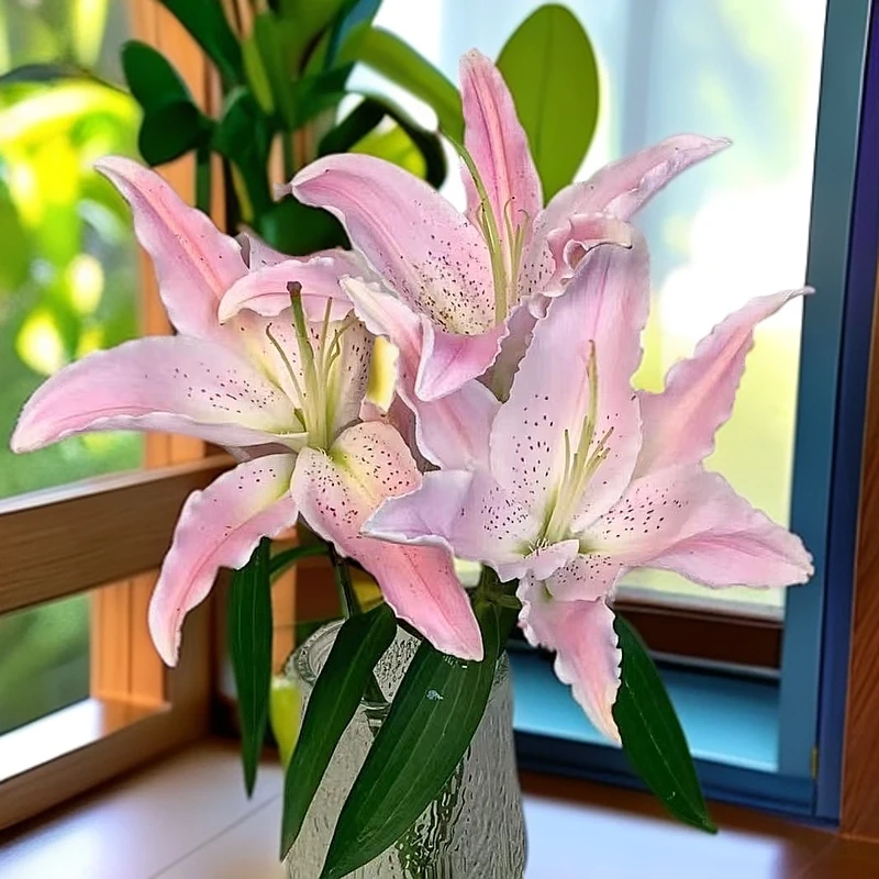 【阿卷哥专属】多头切尔西香水百合 云南鲜花京东包邮