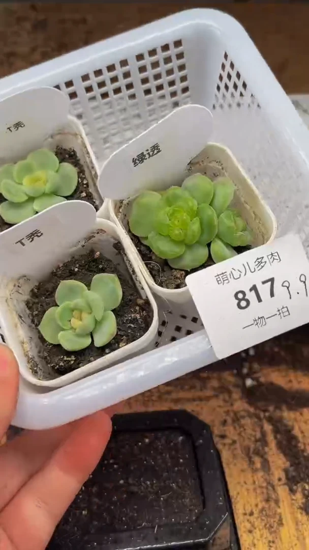 817 多肉植物多肉植物