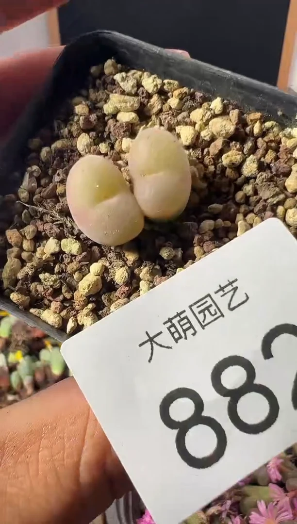 一物一拍      882