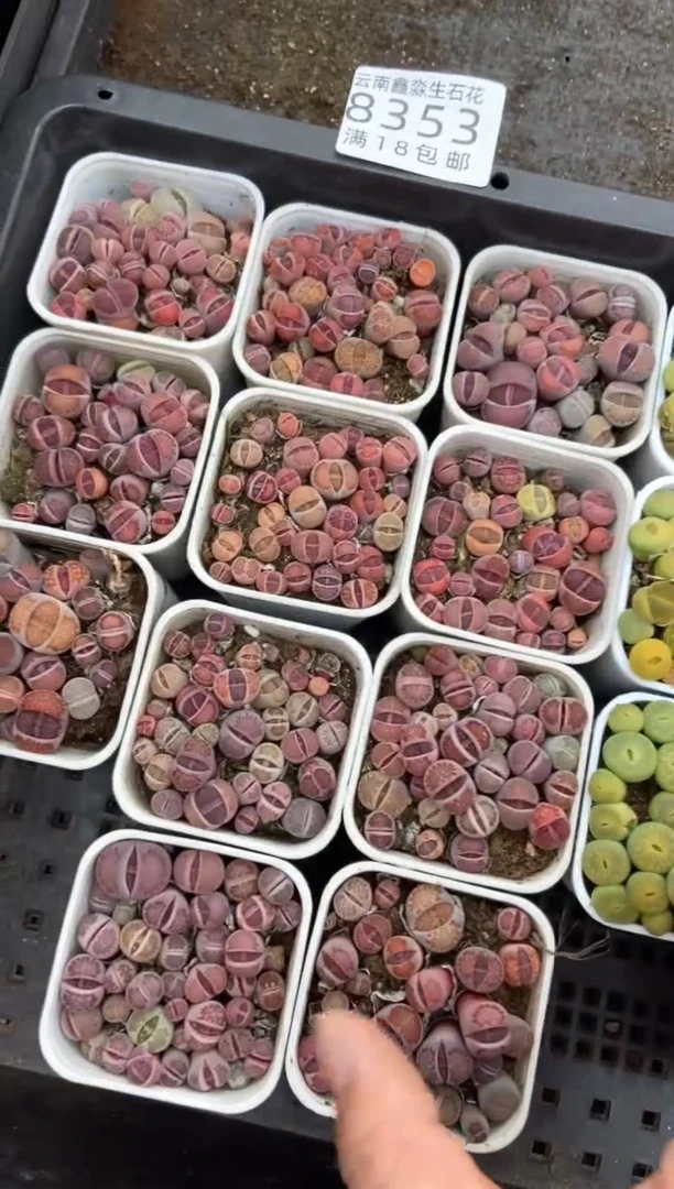 【闪购商品】8353特价紫色混合发货1盒个头小量拍