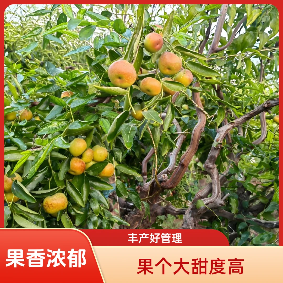 一颗蟠枣一颗龙蟠不环割好管理