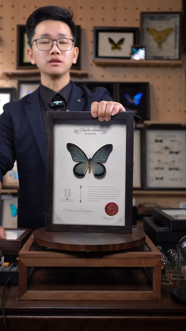 波浪德凤蝶竞拍C171