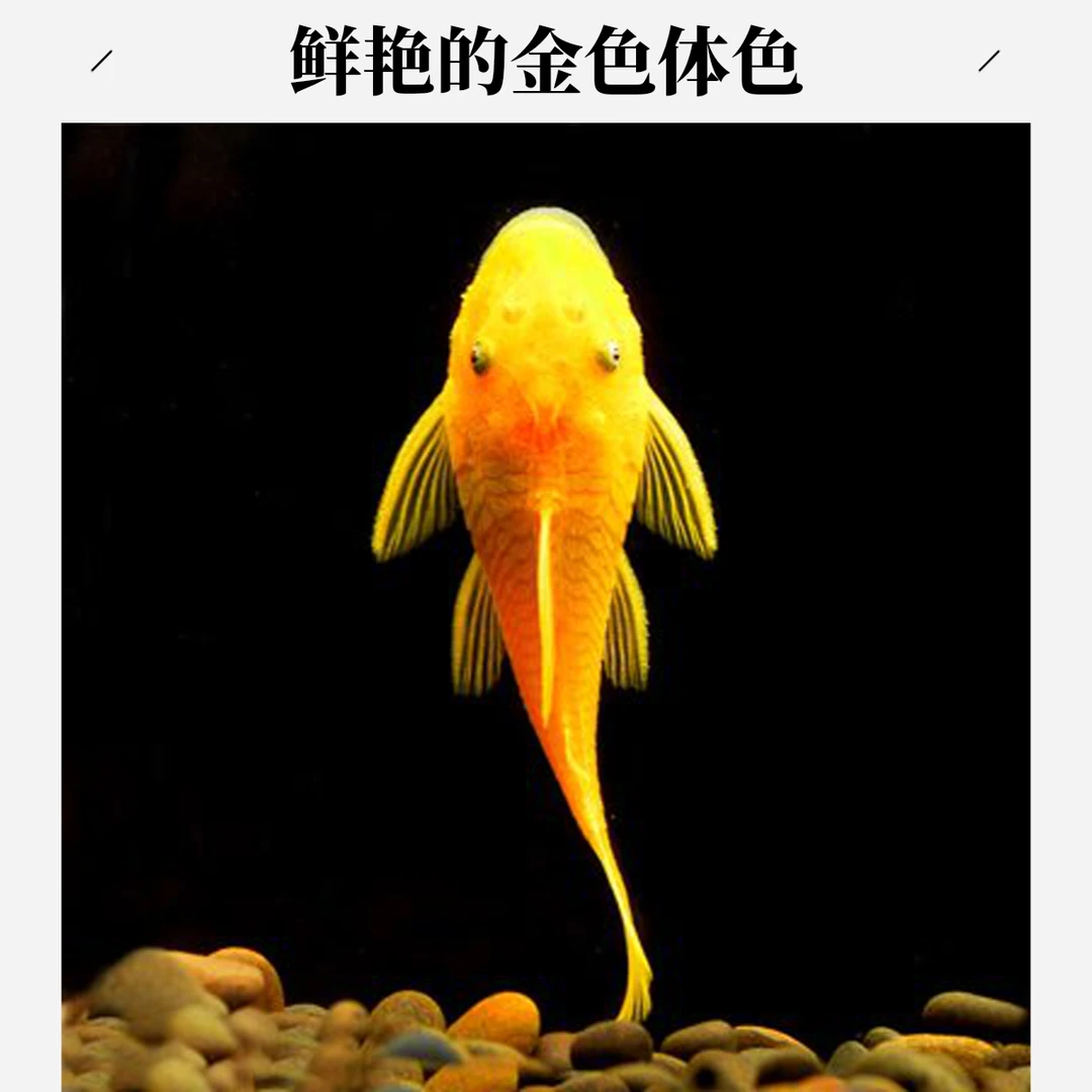 胡子鱼小型热带淡水清洁工具鱼好养耐活可观赏