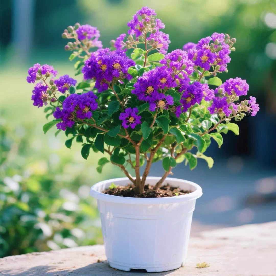 【紫精灵】紫薇花树苗别墅庭院盆栽四季种植耐热花卉植物