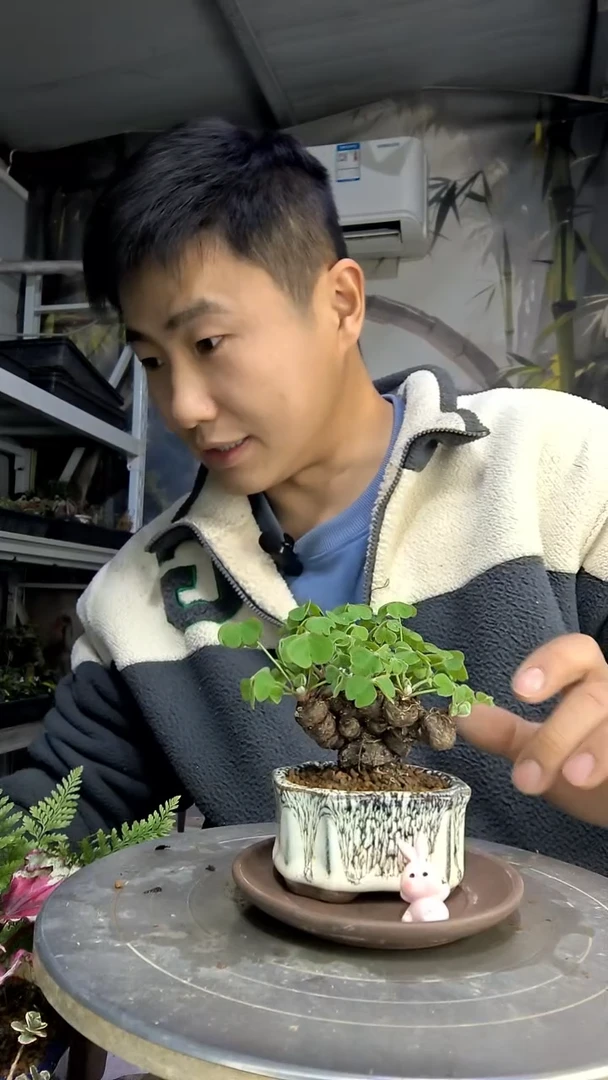 柒*柒中青园艺一物一拍花50