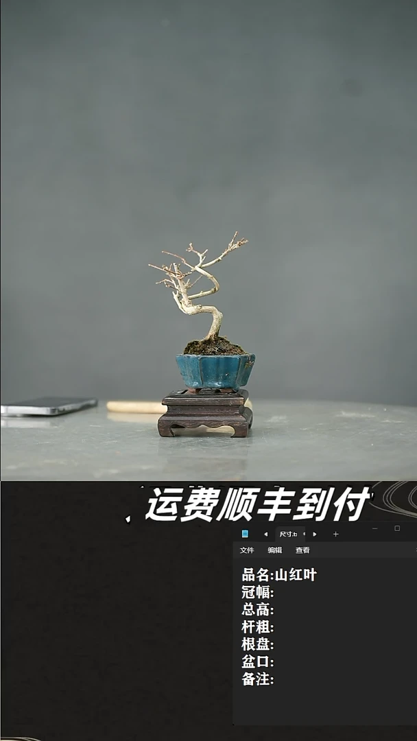 【闪购商品】30 香枫