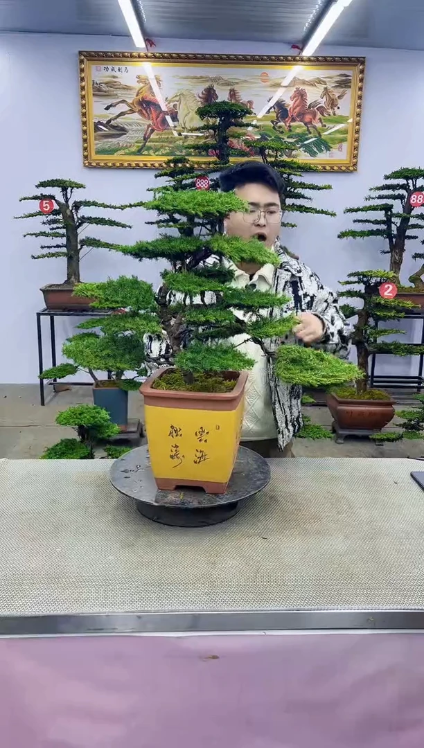 【闪购商品】八斗松/松类活物造型盆景，以直播间截图为啊啊啊啊