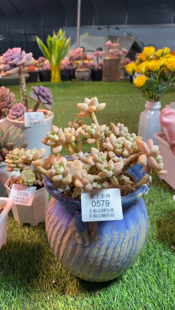 【闪购商品】0579a