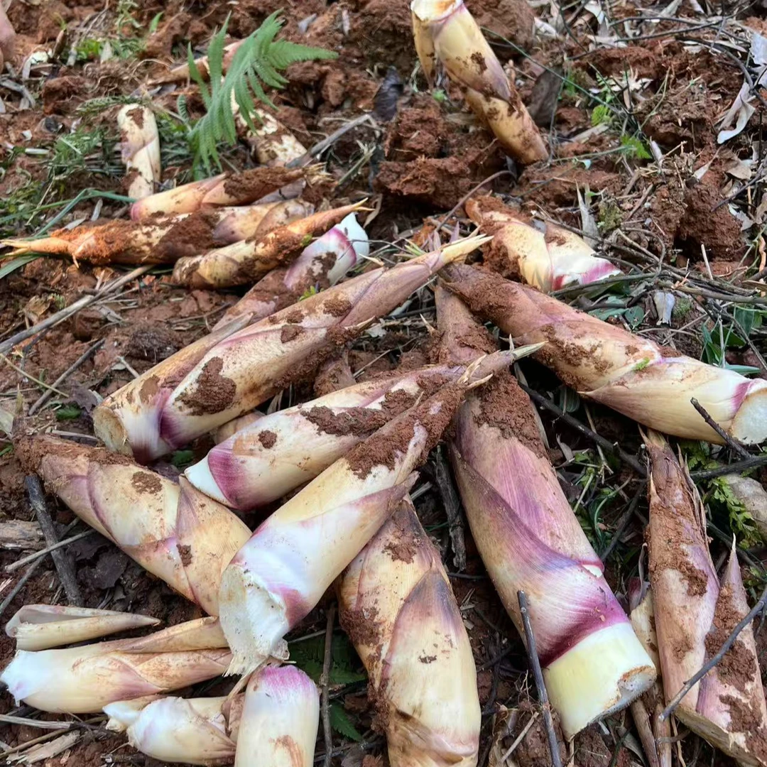 【顺丰包邮】正宗闽清樟洋苦笋新鲜现挖去老根发货时令蔬产地直发