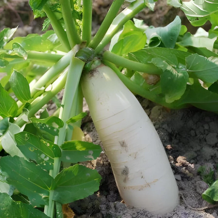 张家界高山萝卜  脆甜可口