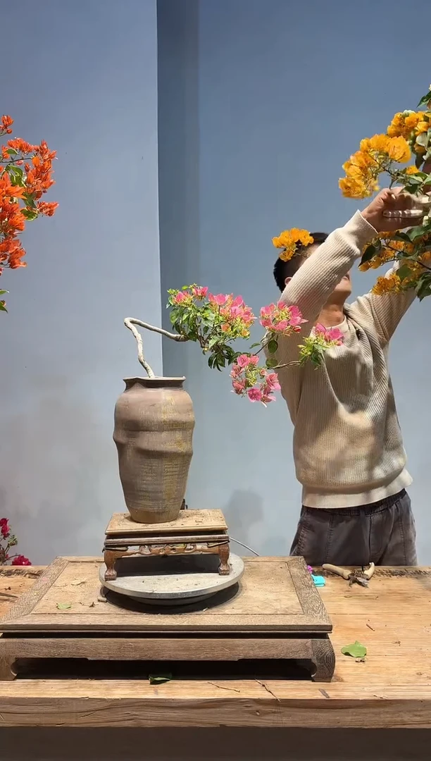 以实际为准福*田三角梅57