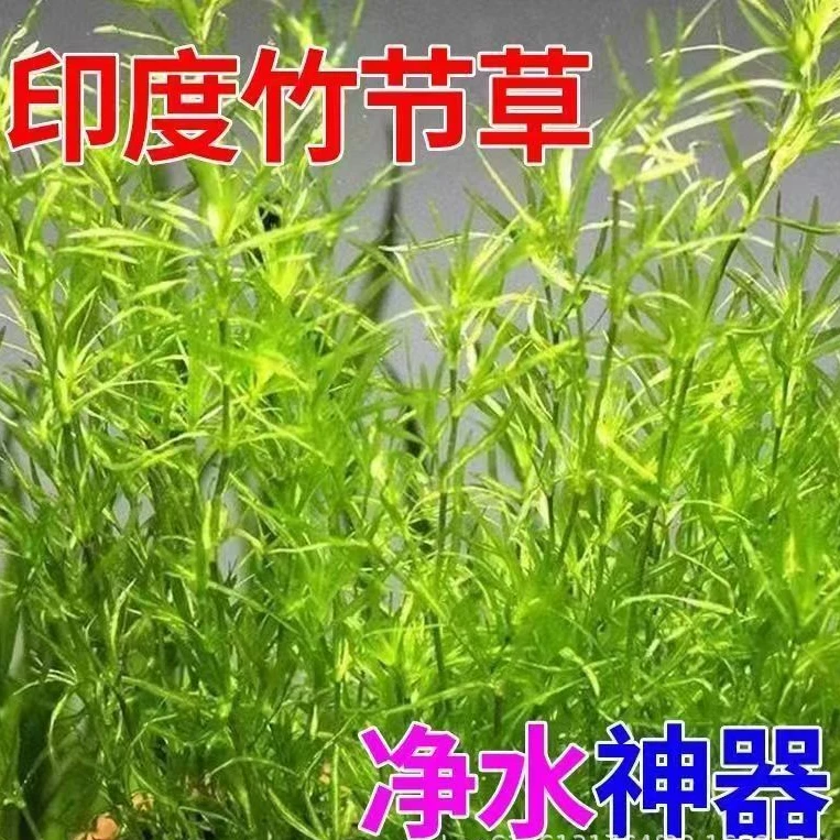 小竹节水草植物造景绿菊蜈蚣草水榕活体真草赖耐养