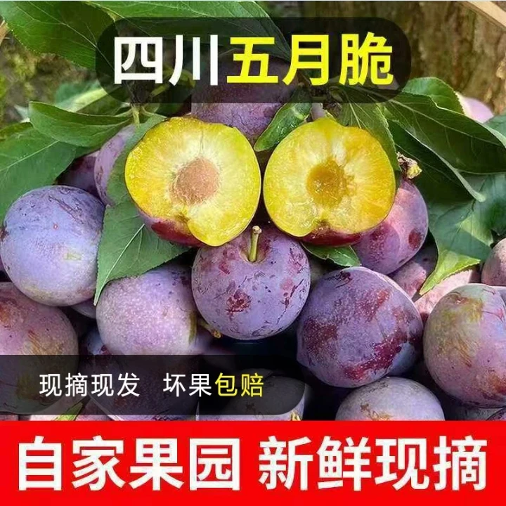 四川脱骨五月脆李子凤凰李青红李脆甜李子酸甜时令水果现摘现发