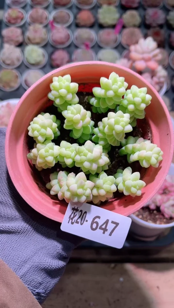 【闪购商品】20-647玉坠