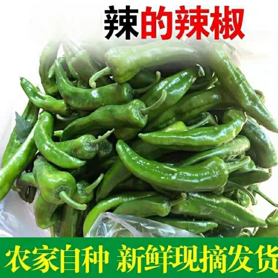 【5斤】青阳辣椒青椒辣正宗农家自种新鲜辣椒现采现发1/3/5斤包邮