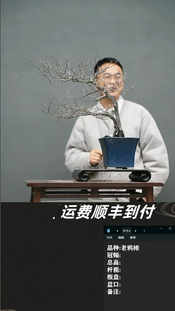 【闪购商品】23  老鸦柿