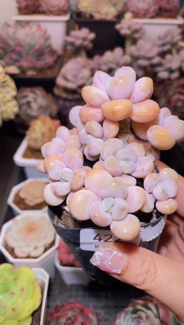 【闪购商品】422蛋糕