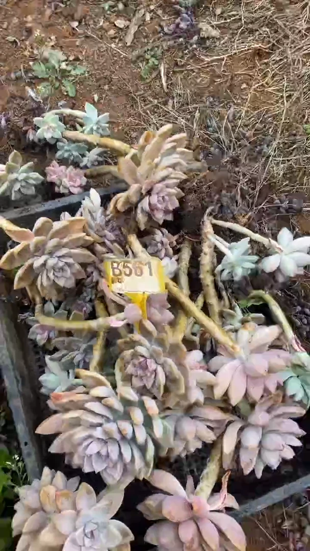 【闪购商品】B561清风花木兰多肉组合