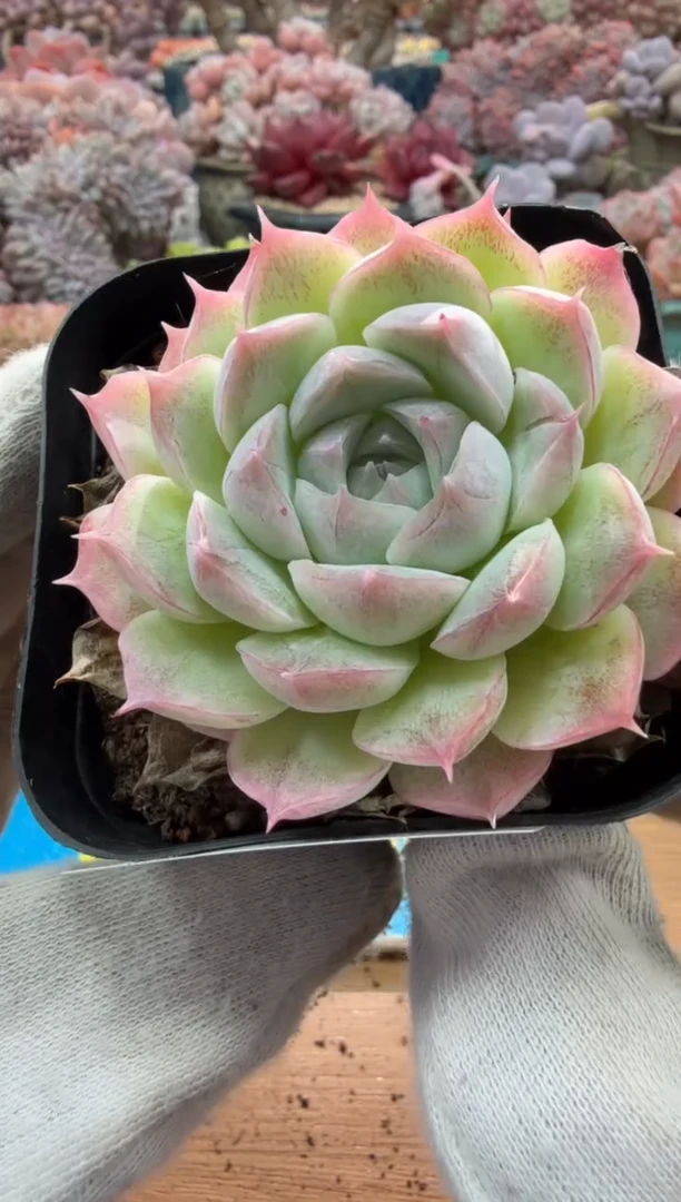 东云多肉园二店-290