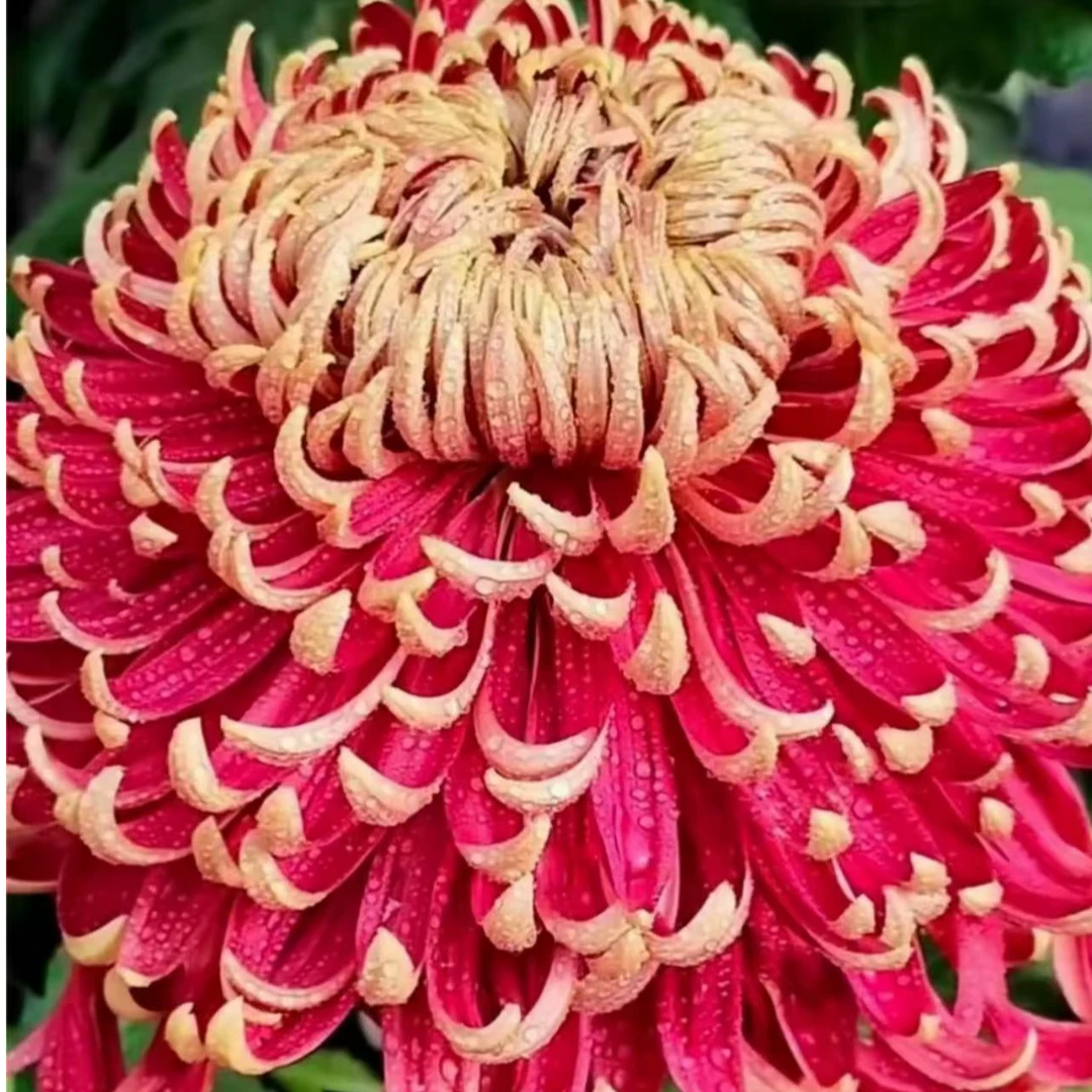 【燕山秋韵】带花苞菊花盆栽九月菊多季开花室内花卉植物