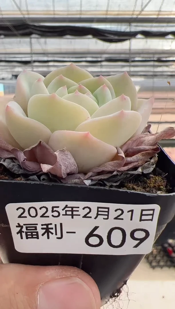 【闪购商品】福利多肉-609