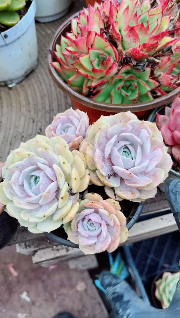 齿**李06074多肉植物一物一拍