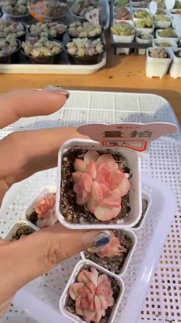 美人甜心 四方一盆 单双混 量拍混发