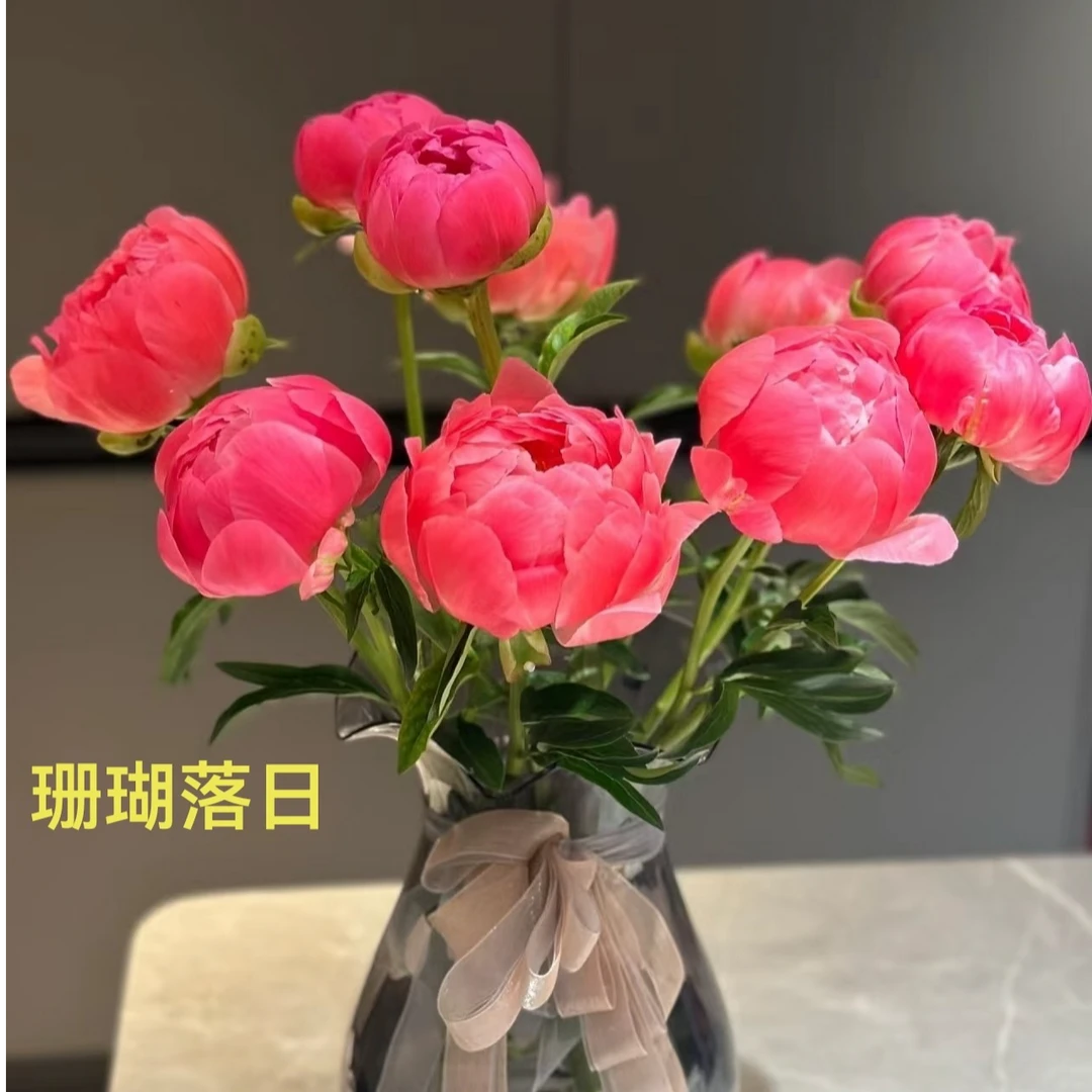 【珊瑚落日】变色系芍药进口原株两年苗整棵发基地直发包对版包邮