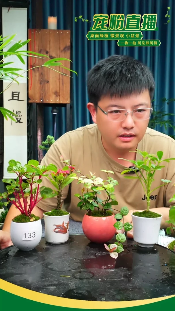 无花朵?****?苔藓微景观133号