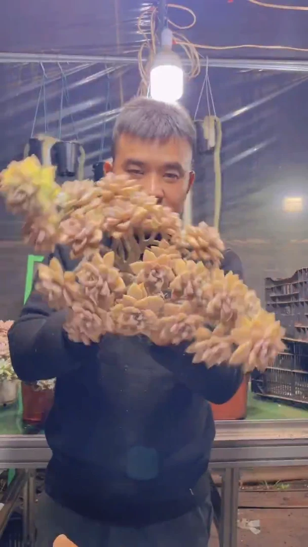 226淡雪缀化一物一拍