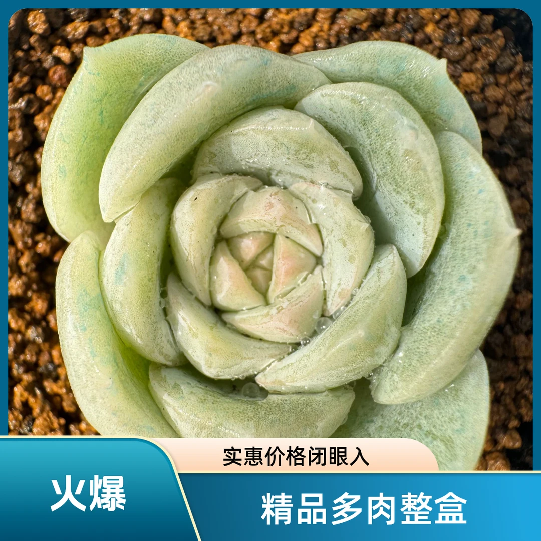 贵货精品多肉一整盒（QF134）分