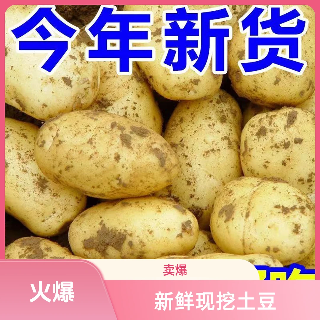 安徽批发农家平原现挖黄皮黄心土豆新鲜美味买菜软糯可口