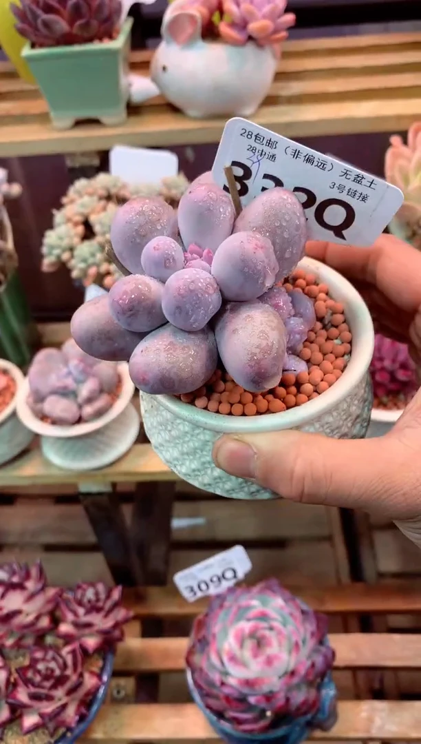 332Q（一物一拍，精品多肉，所见即所得 ）