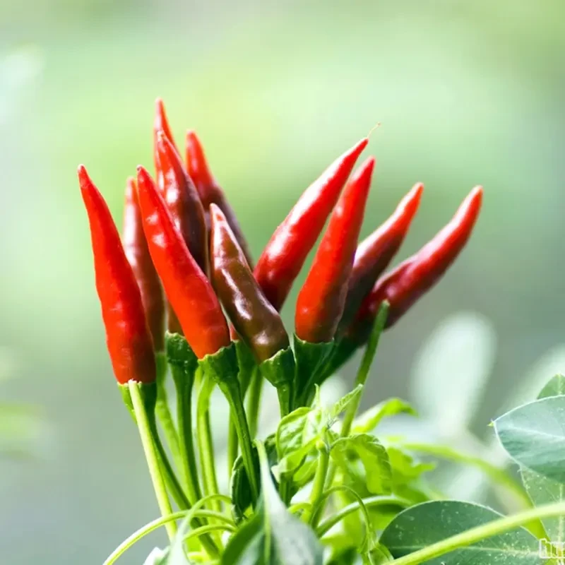 朝天椒种子超辣小米椒青椒早熟辣椒种籽阳台盆栽四季农家蔬菜种孑