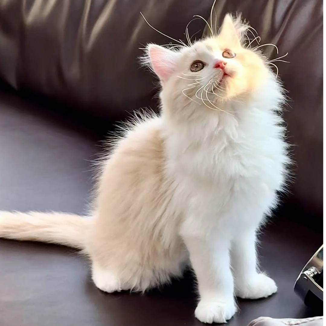 乳白高地长毛猫小朋友（以直播间为准）
