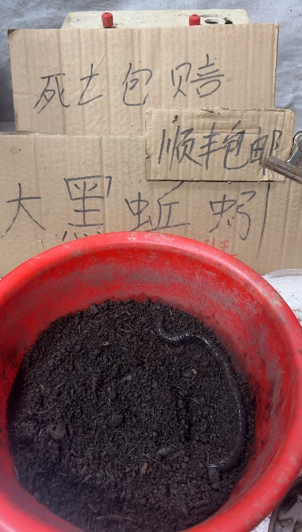 广西广地龙黑蚯蚓一斤