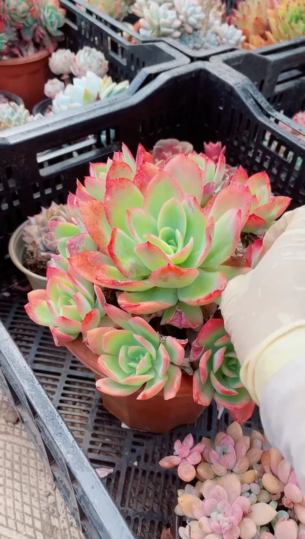 15392多肉植物一物一拍