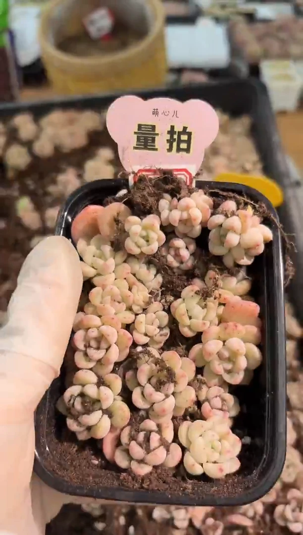 T秃切糕1盒 量拍混发