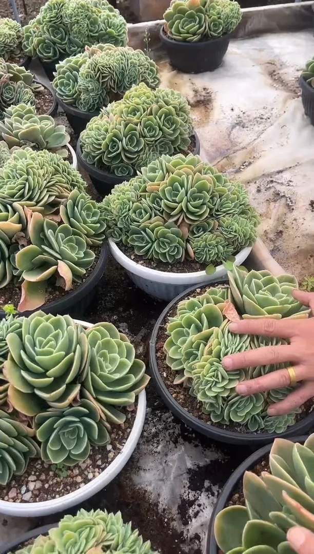 大星纳塔缀化