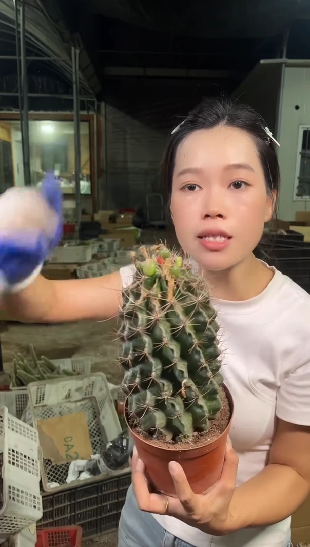 实生大龙王10.88