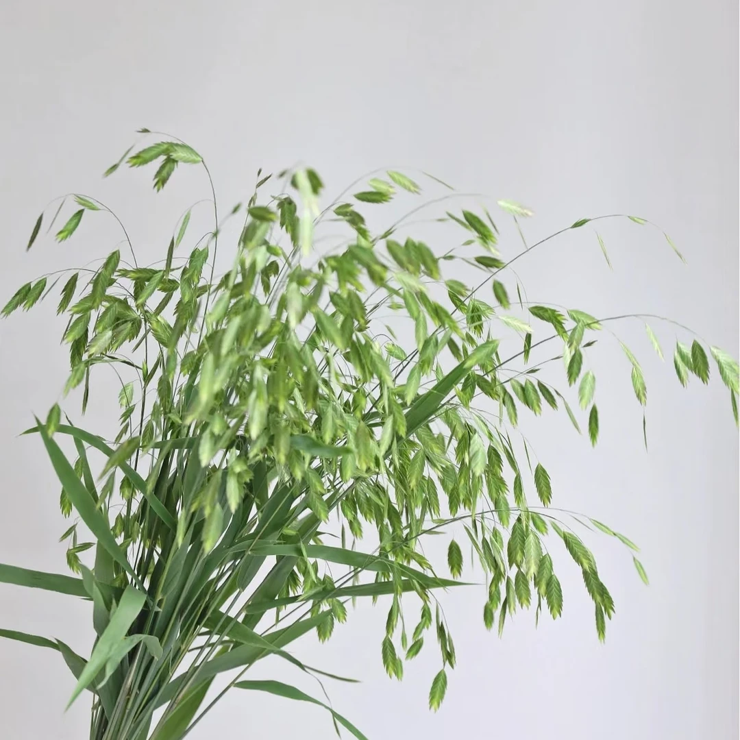 小盼草 1扎 基地直发