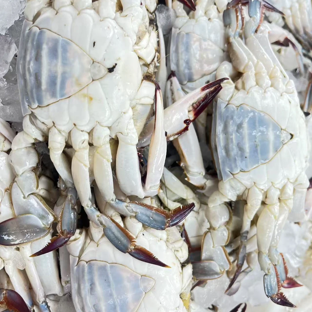 【保鲜不保活】东海野生梭子蟹4斤单只3两16只顺丰冰鲜发货小娘蟹