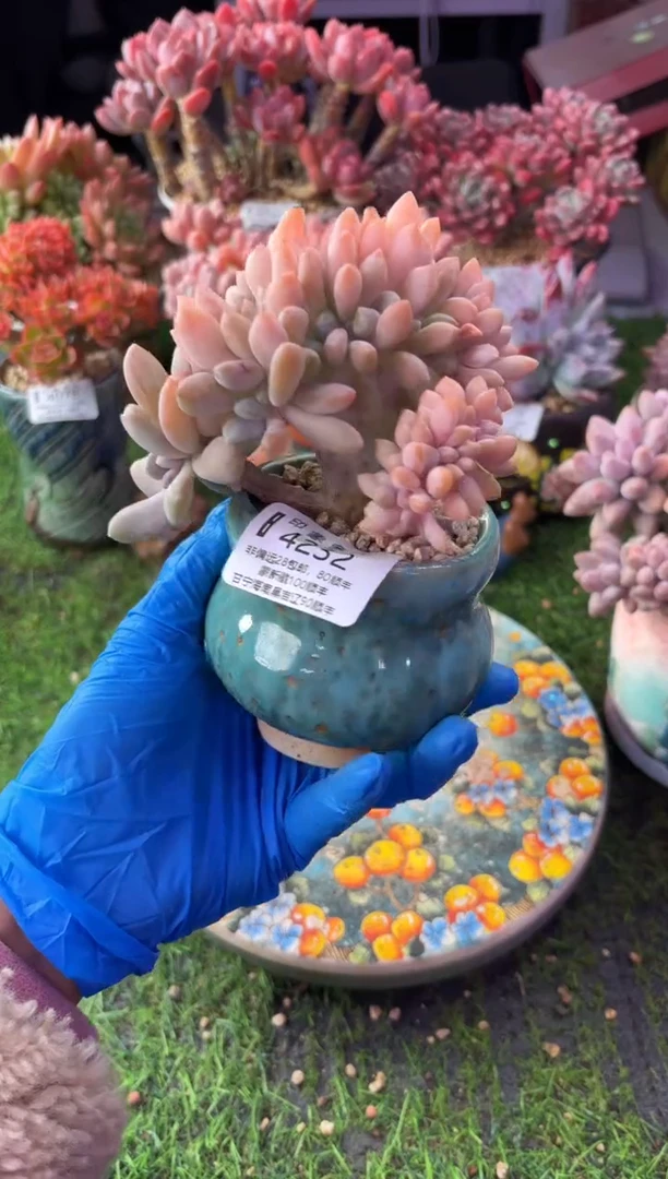 昆明印象多肉4232