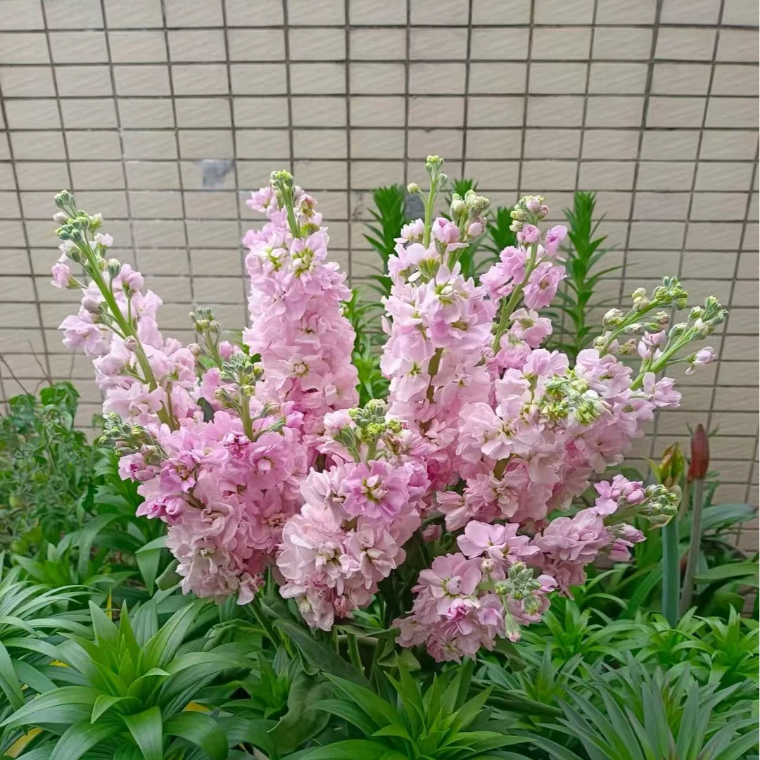 【紫罗兰】耐寒耐晒可做切花品种可盆栽地栽花卉四季开花