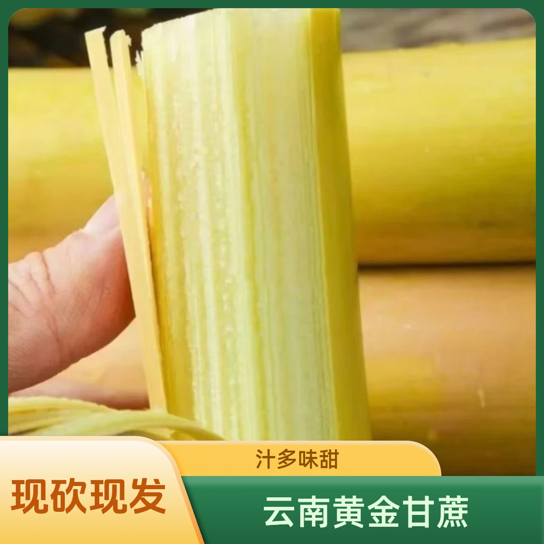 云南黄金甘蔗新鲜多汁黄皮精选应季产农家产地现砍现发9斤包邮